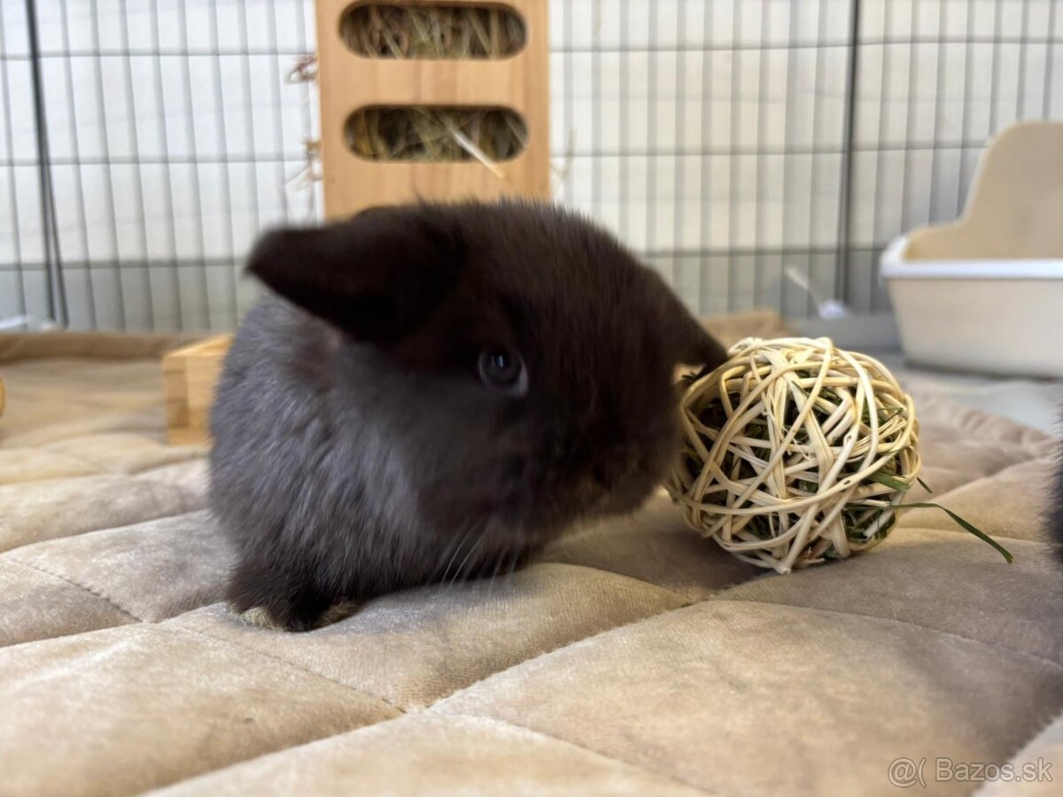 Ponúkame na rezerváciu minilop zajačikov, králičkov, zajacov - 5