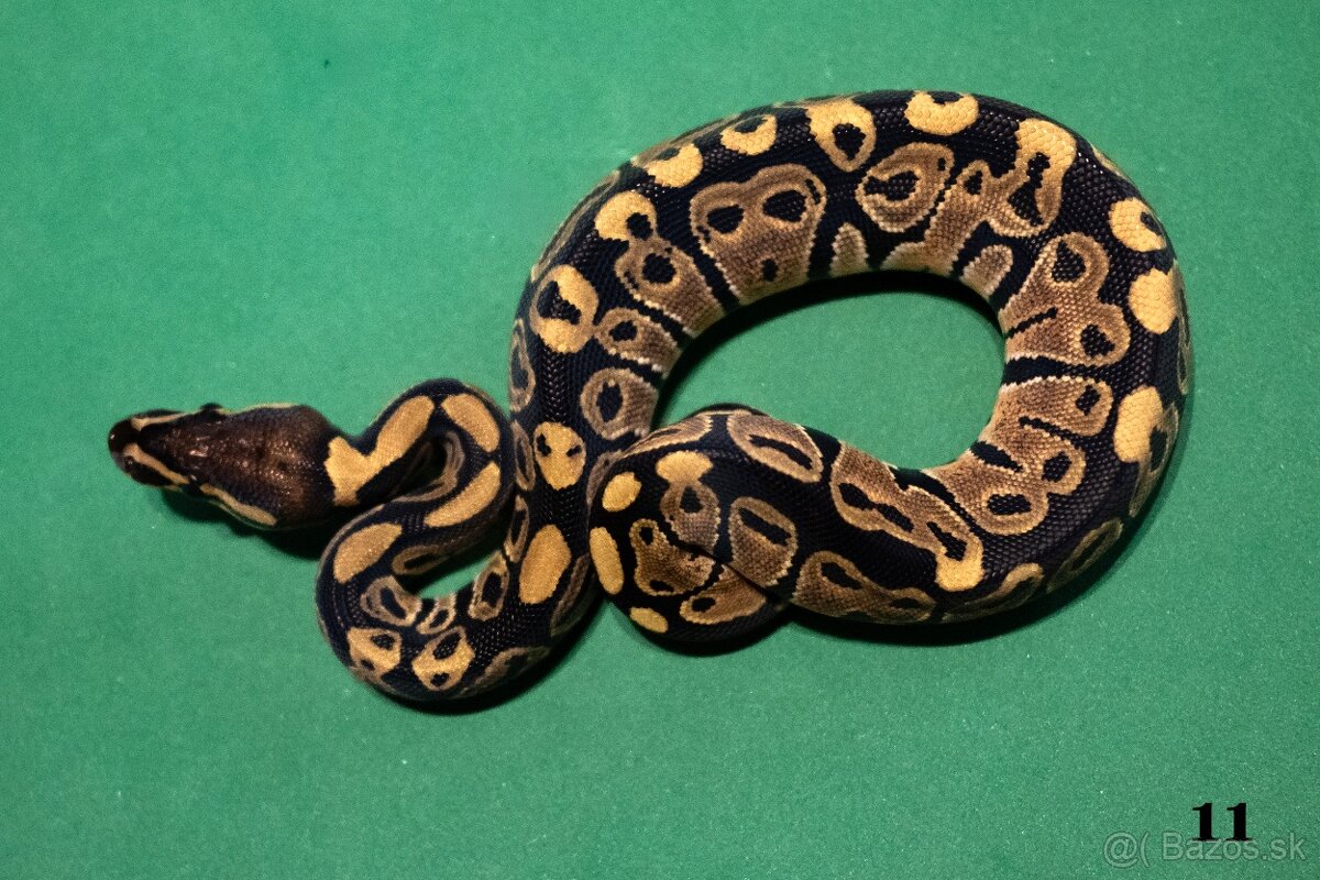 Pytón kráľovský/ Python regius - 5