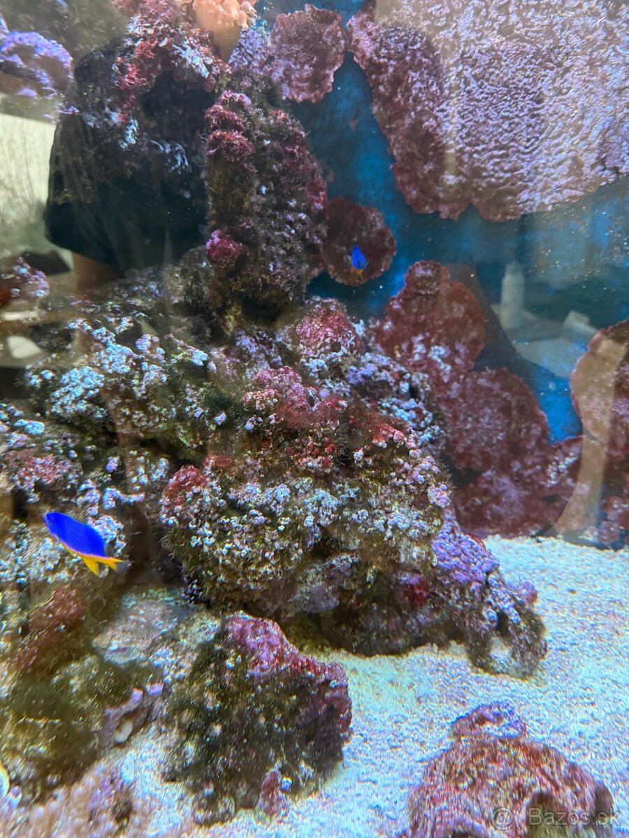 Morské akvárium - Živé skaly - 5