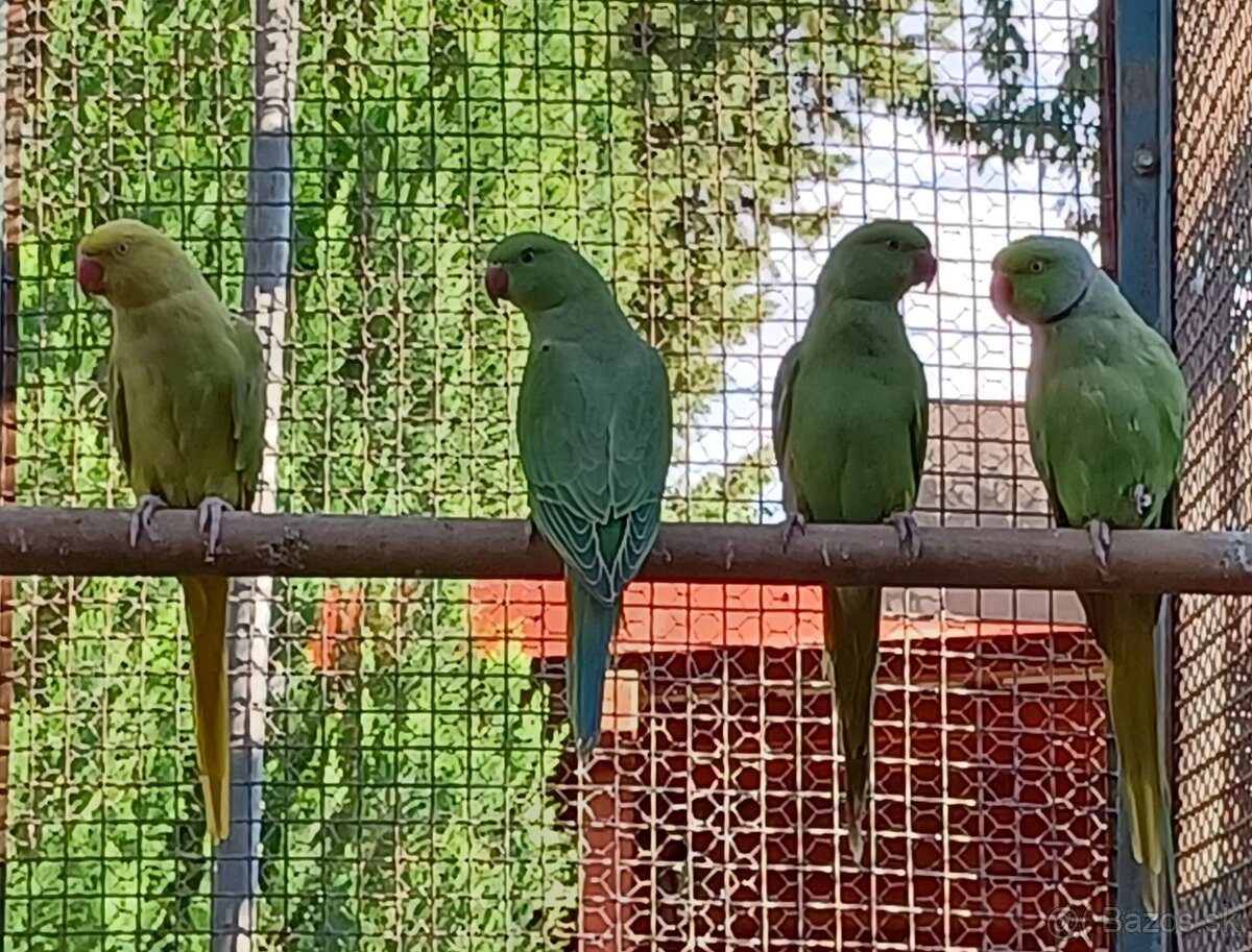 Predám papagájov : - 5