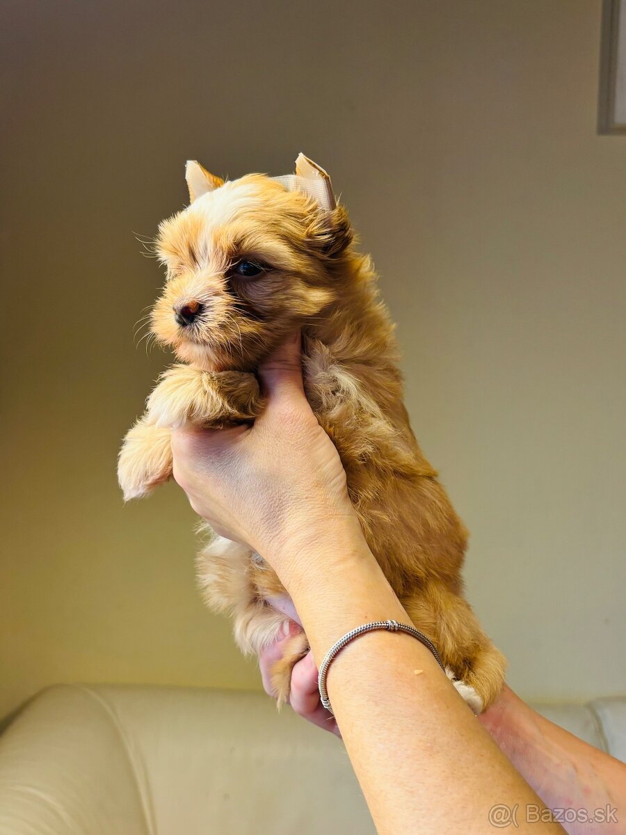 Golddust s PP, Yorkshire s PP, York - 5