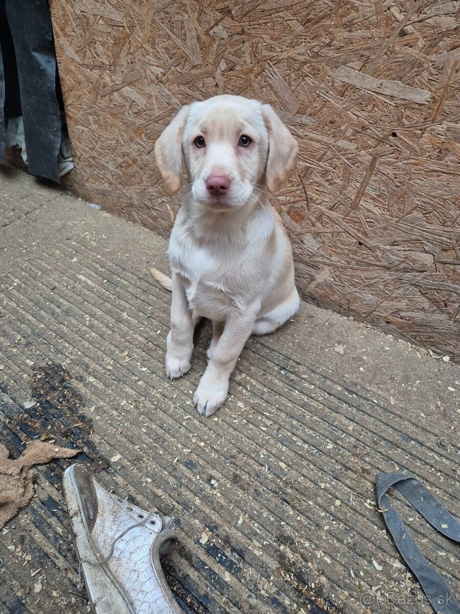 Labrador retriever - 5