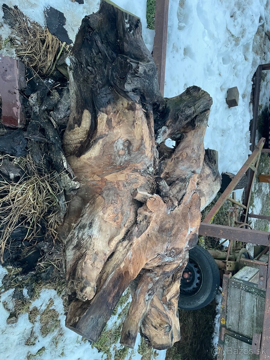 Orechový koreň - 5