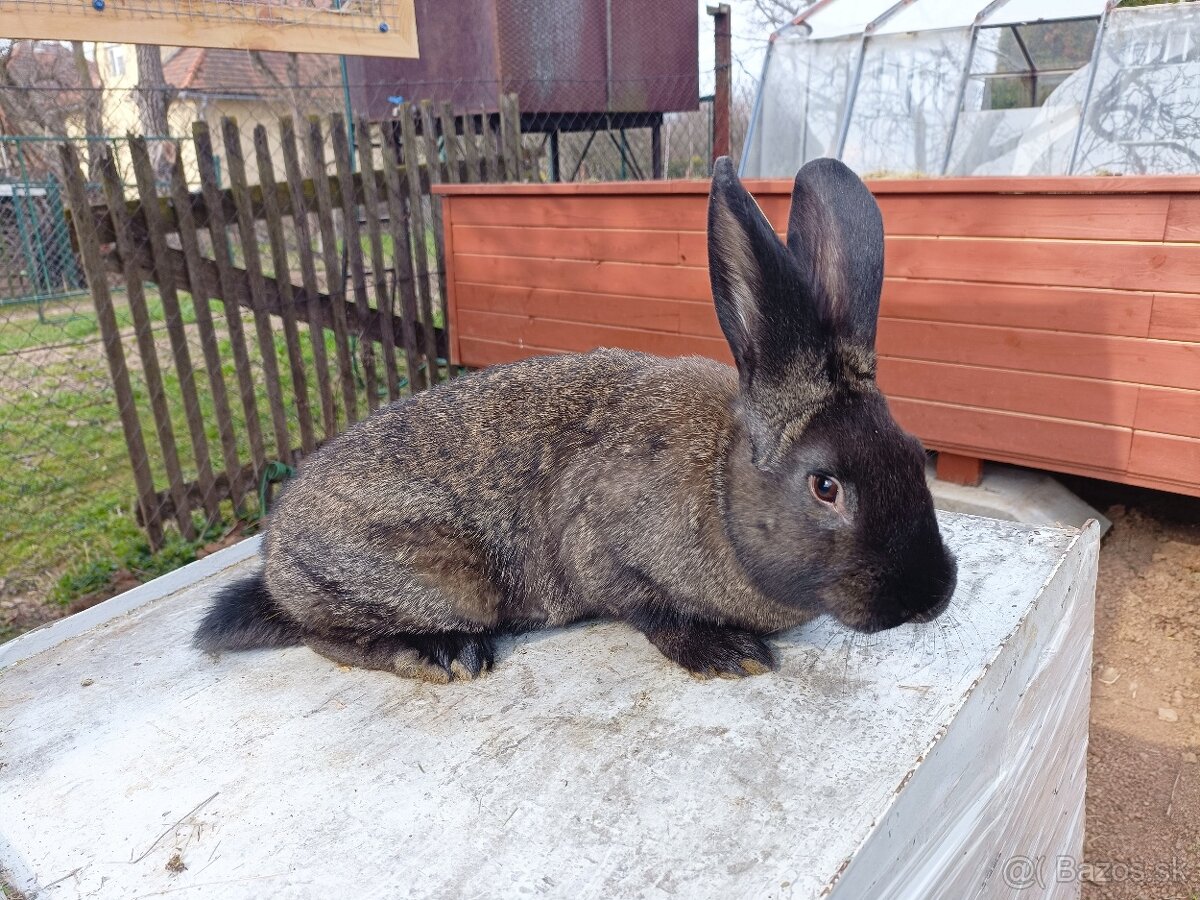 Králiky - 5