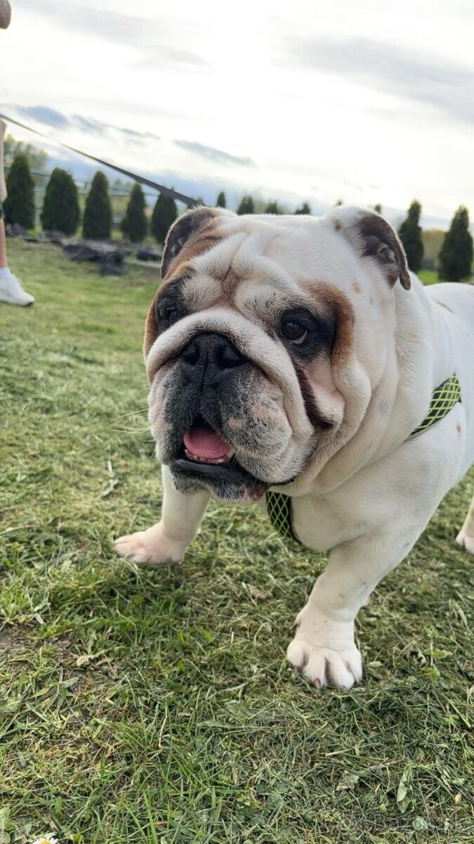 Anglicky buldog - 5