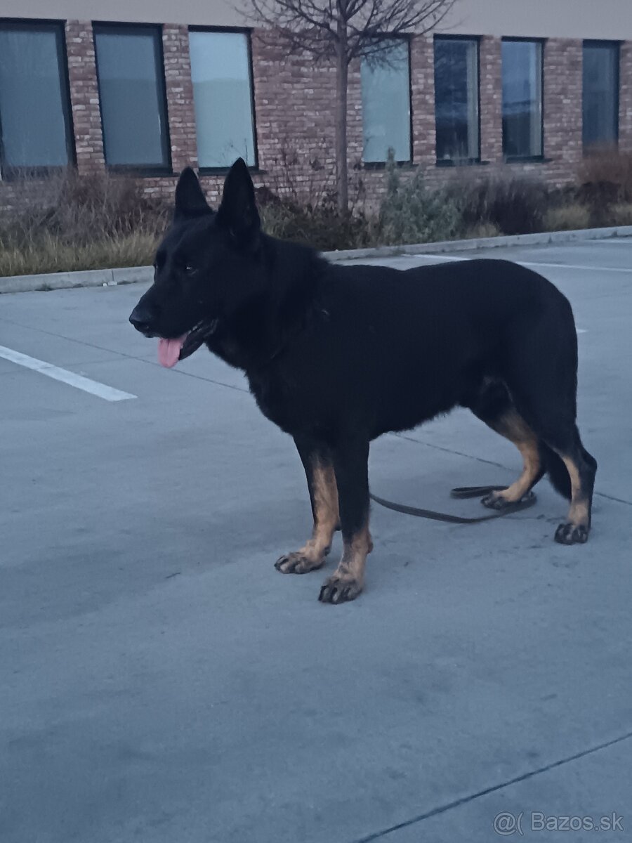 Nemecky ovčiak - 5