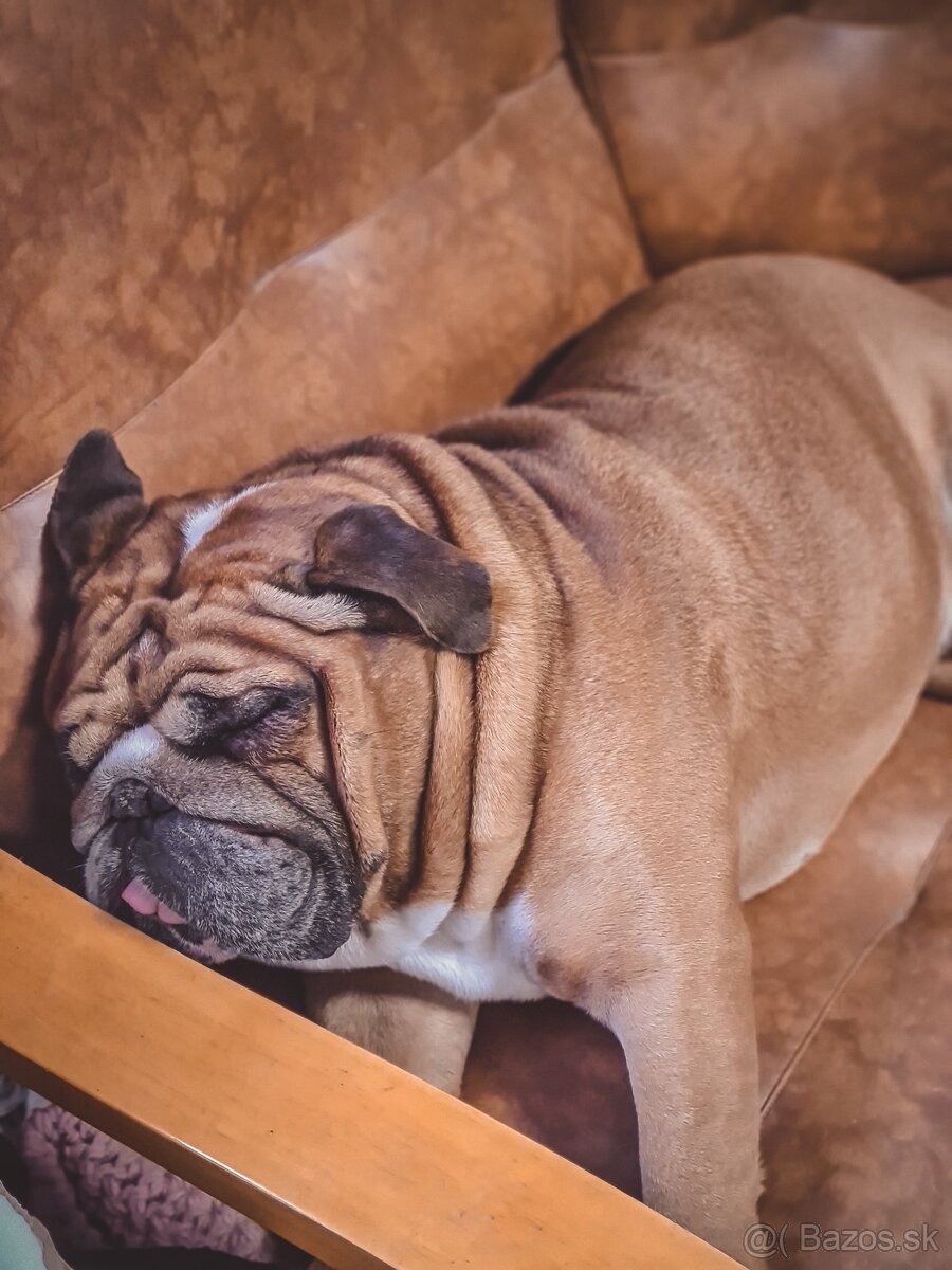 Krásny Anglický Bulldog hľadá fenku - 5