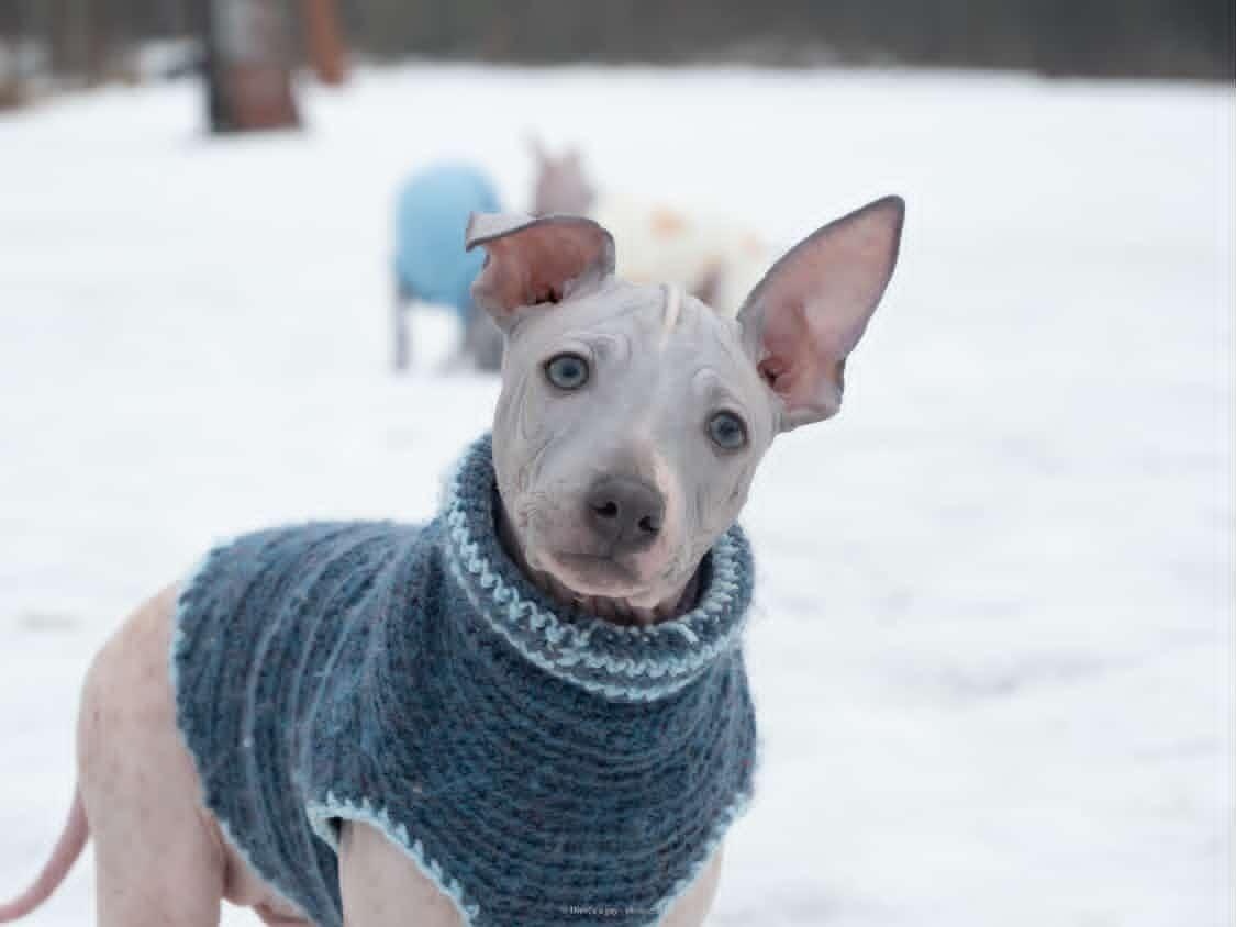 Americký bezsrstý teriér - 5