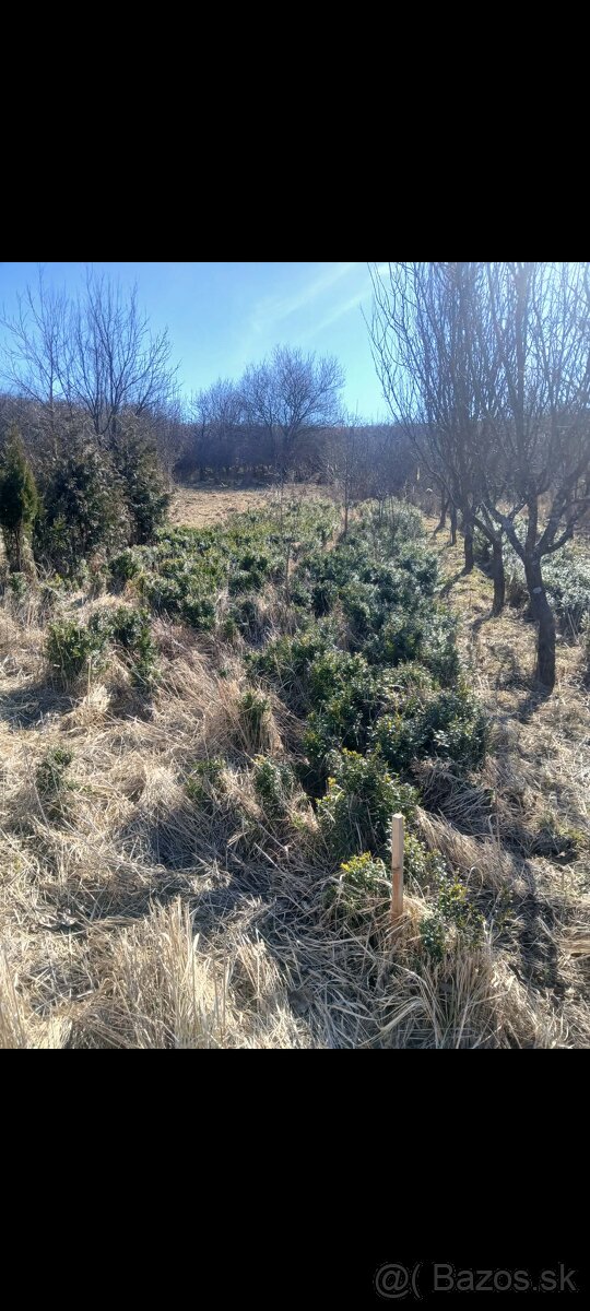 Krušpan vždy zelený Buxus - 5