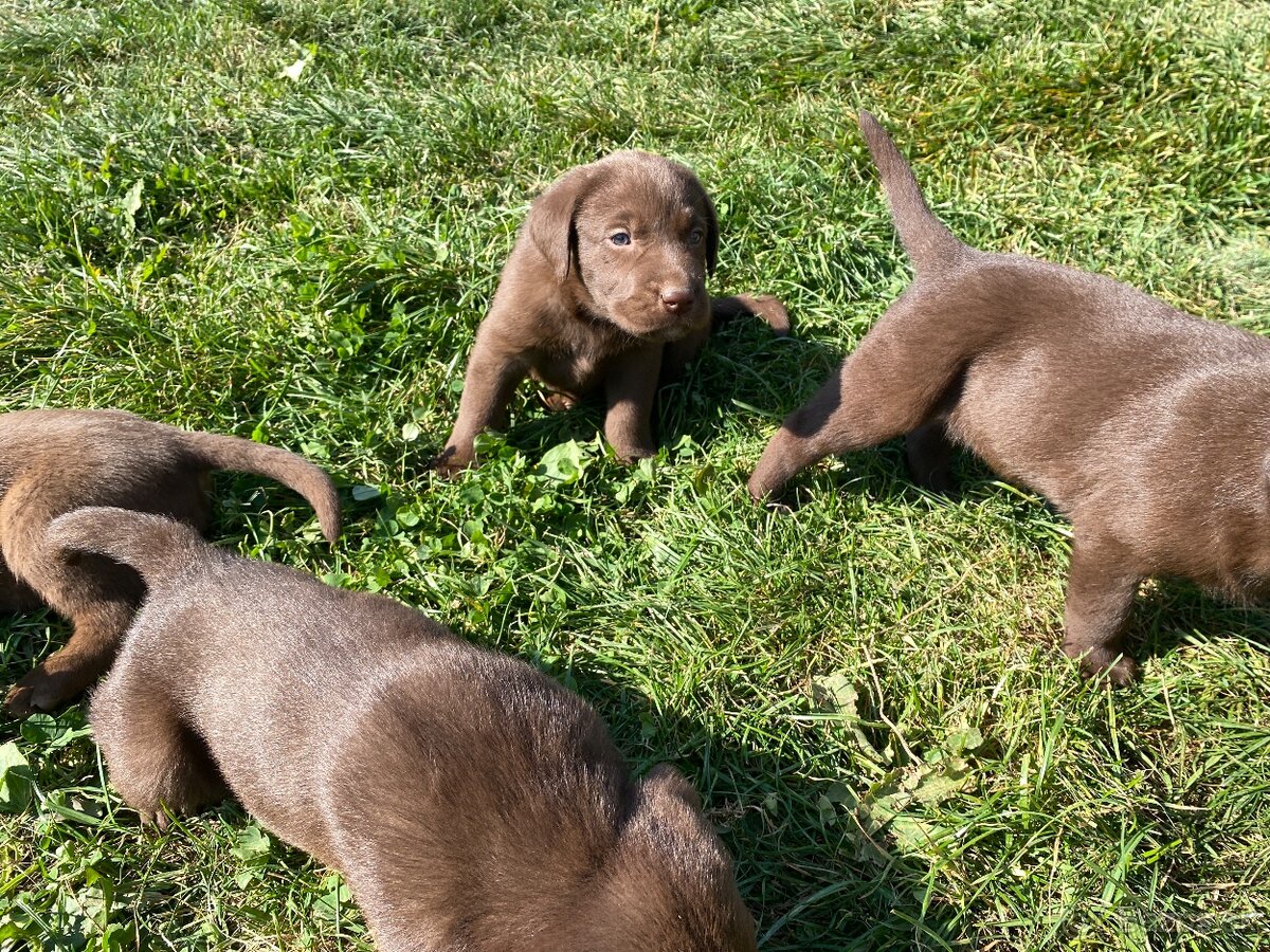 Labrador šteniatka - 5