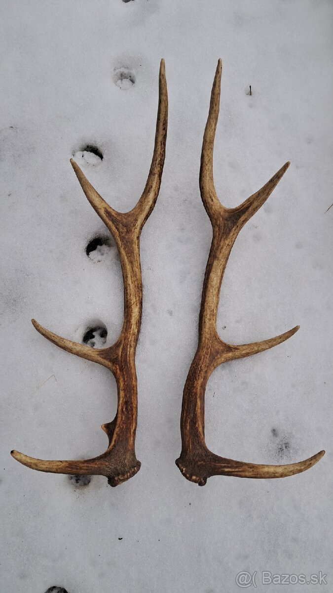 Predam jelenie zhody, parohy - 5