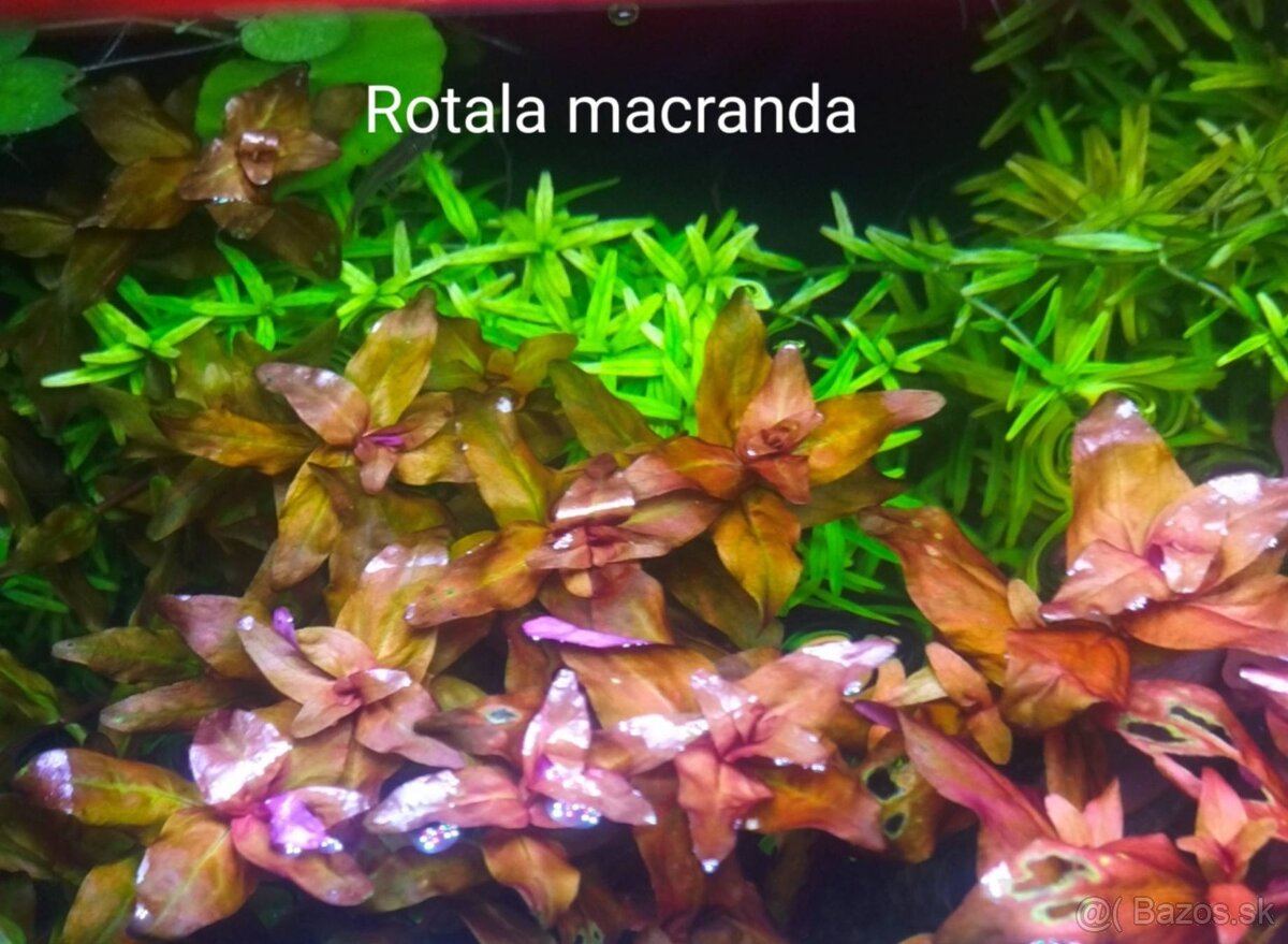 Akvarijne rastlinky z prestrihu - 5