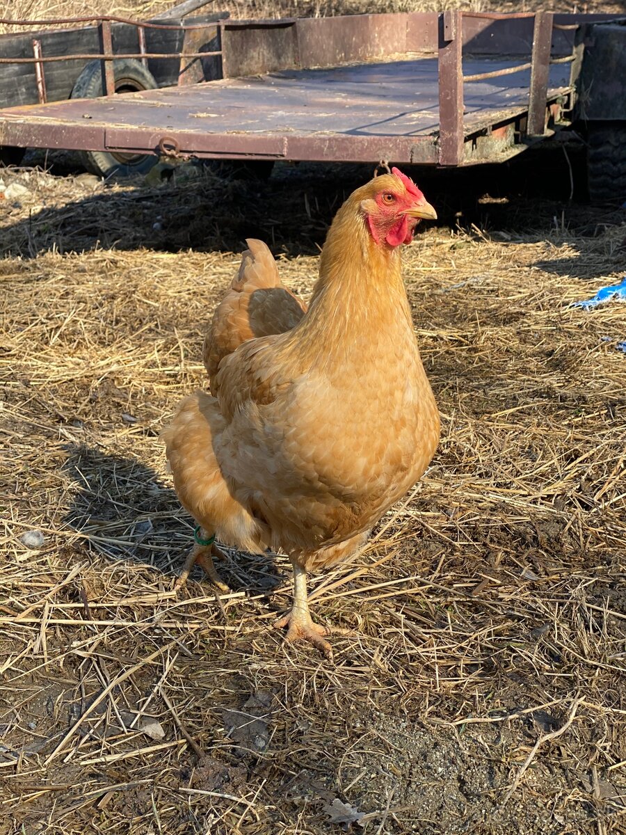 Oravka žltohnedá- násadové vajíčka - 5