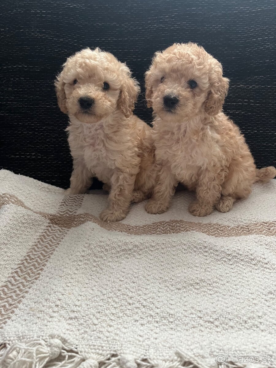 Pudel Toy/trpaslik - 5