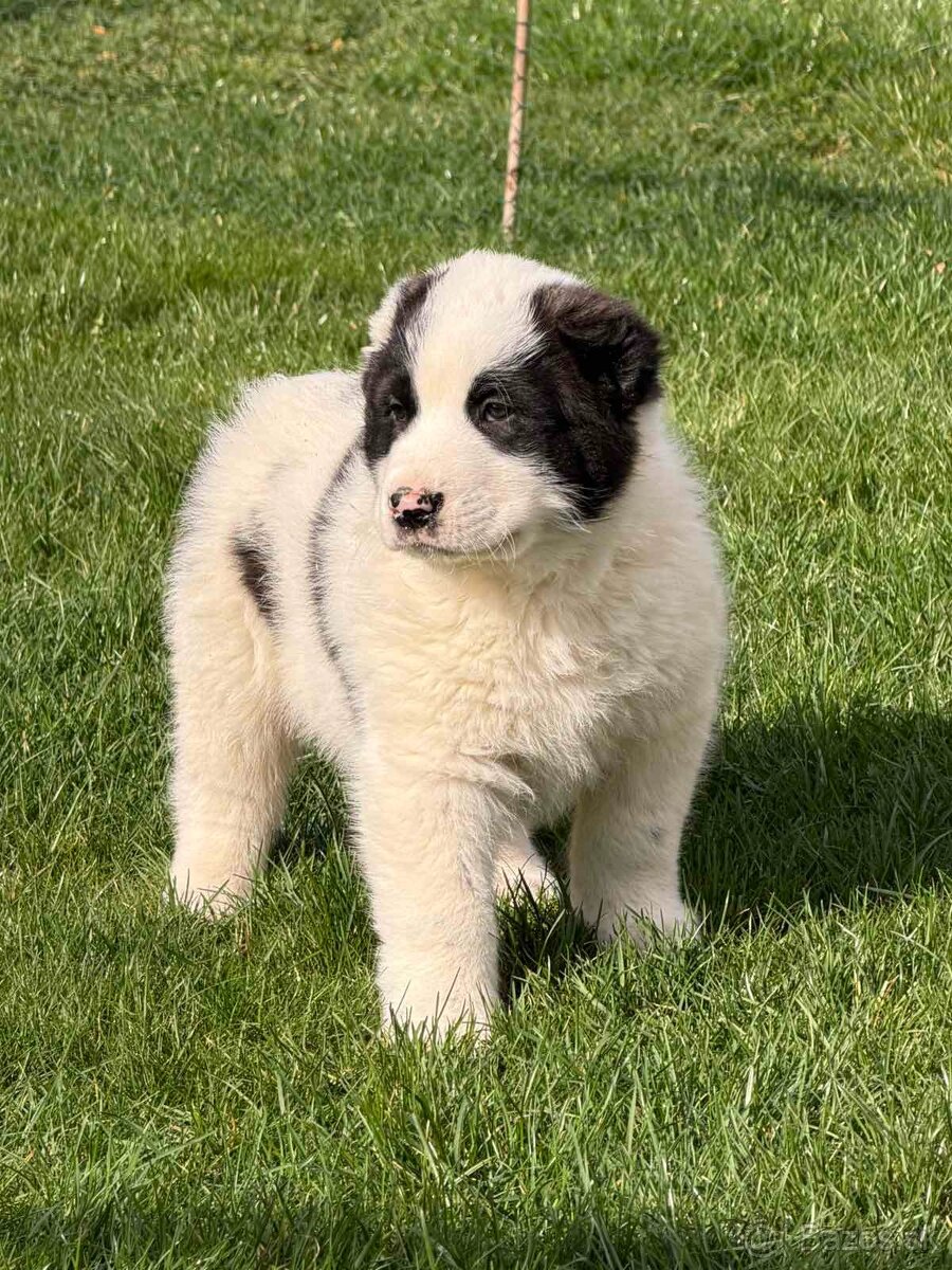 Stredoázijského ovčiaka - 5