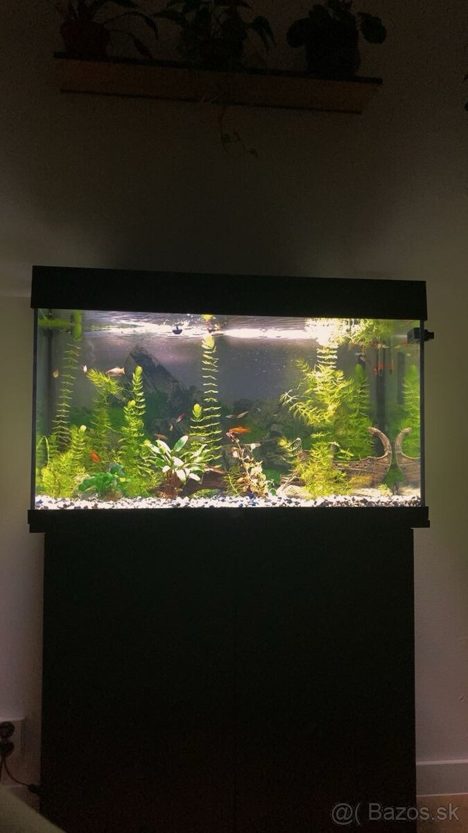 Akvarium, rybičky, rastlinky - 5