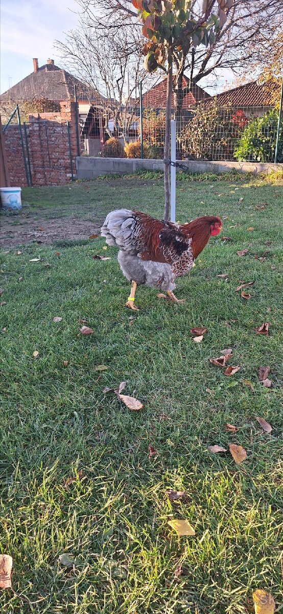 Predám kohútov Wyandotka zlata modro lemovaná - 5