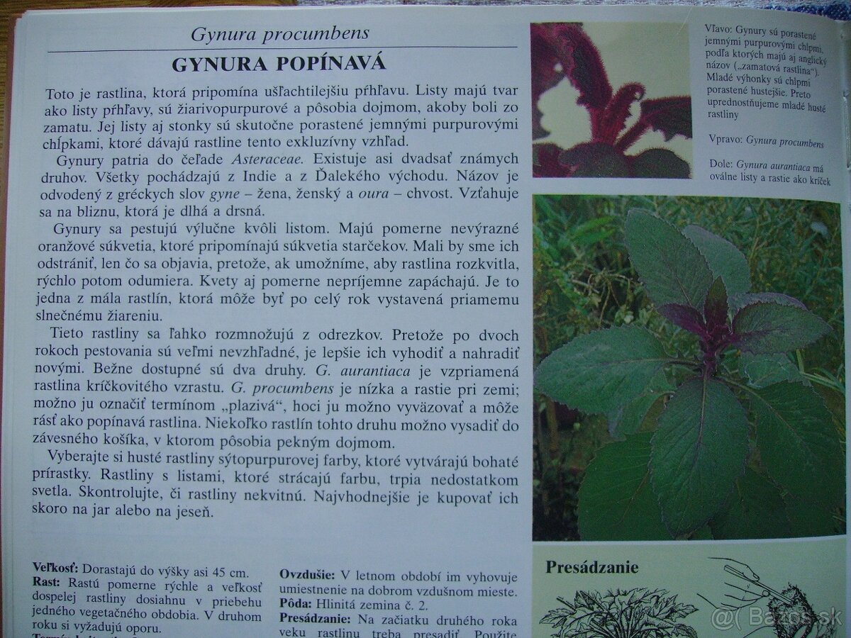 Gynura popínavá - zakorenené odrezky - 5