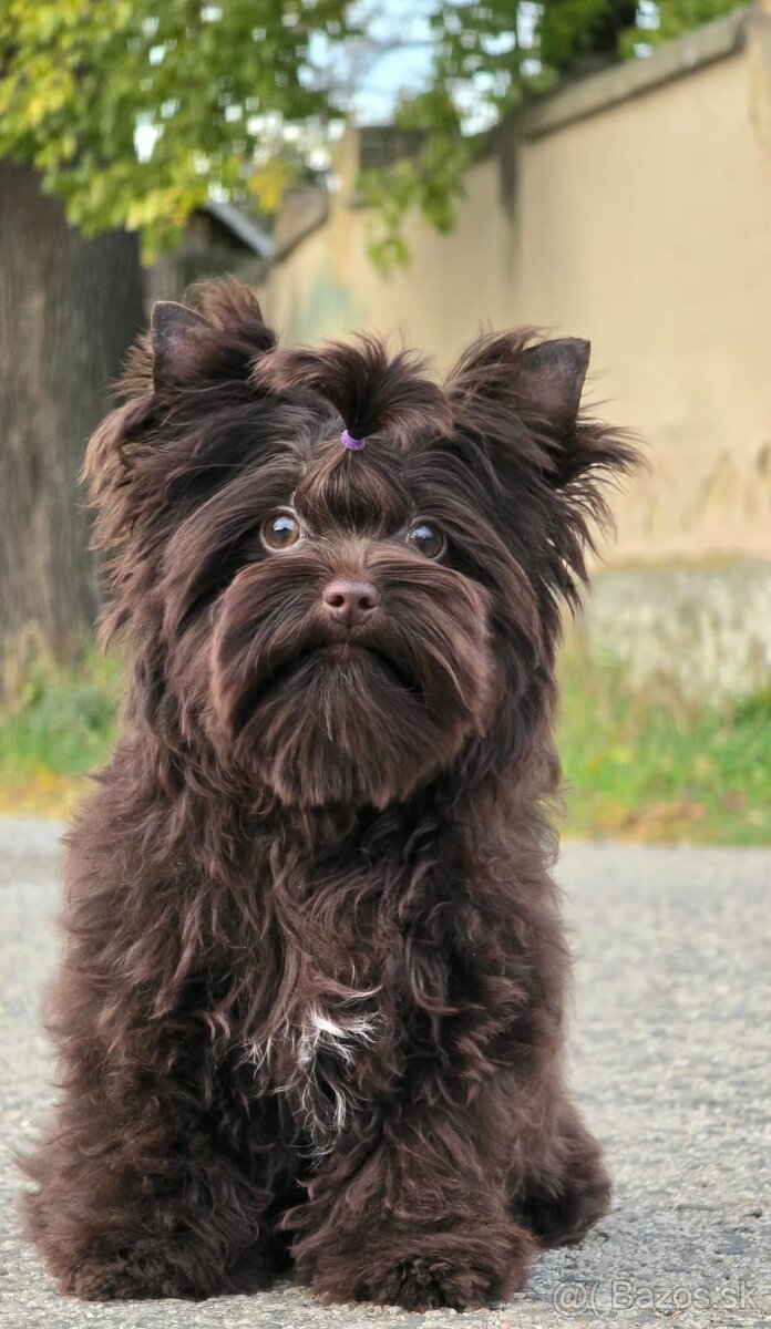 York,Yorkshire terrier-choco - 5