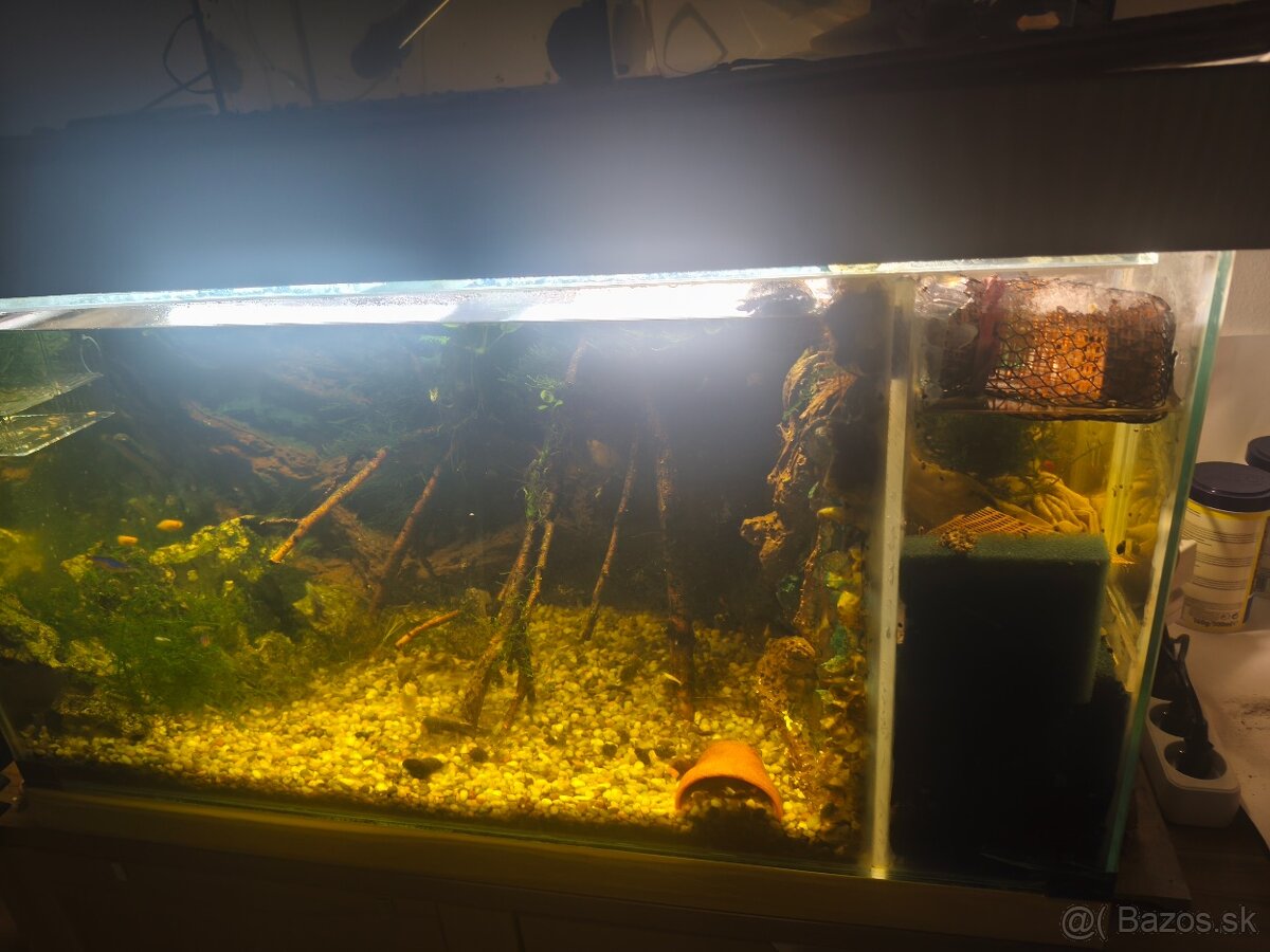 Akbarium +rybky+krevety - 5