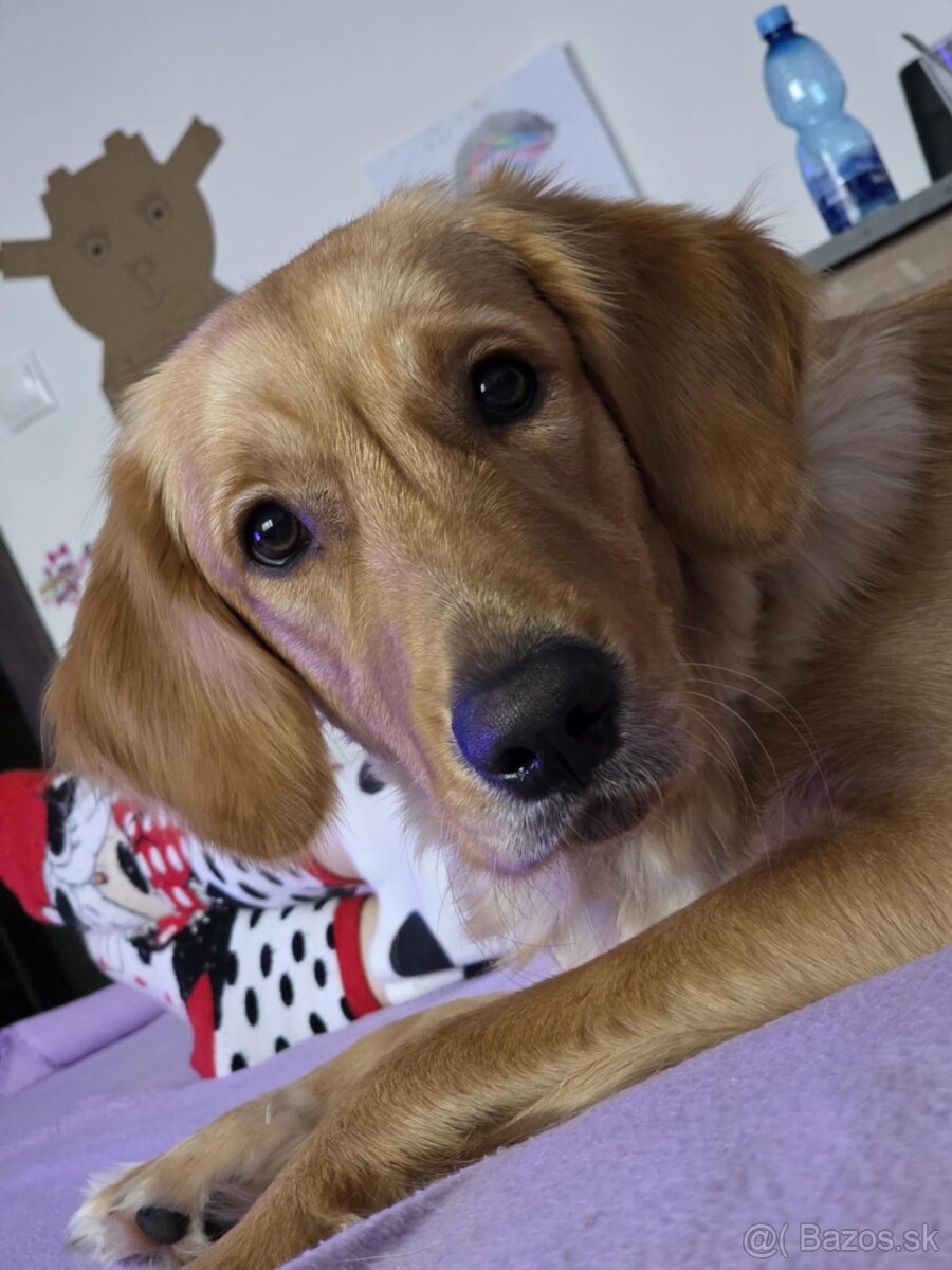 Zlatý retriever - darujem - 5