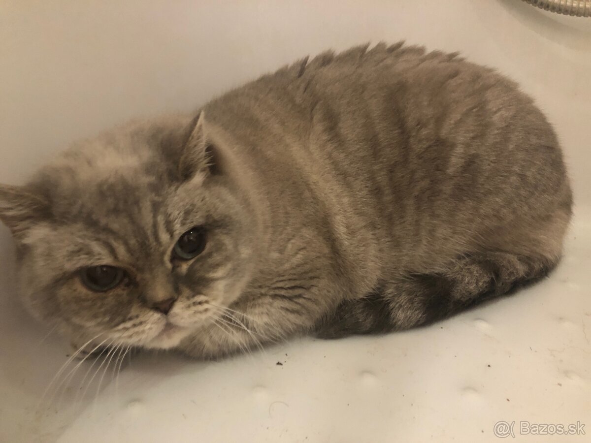 Britská Colorpoint - 5