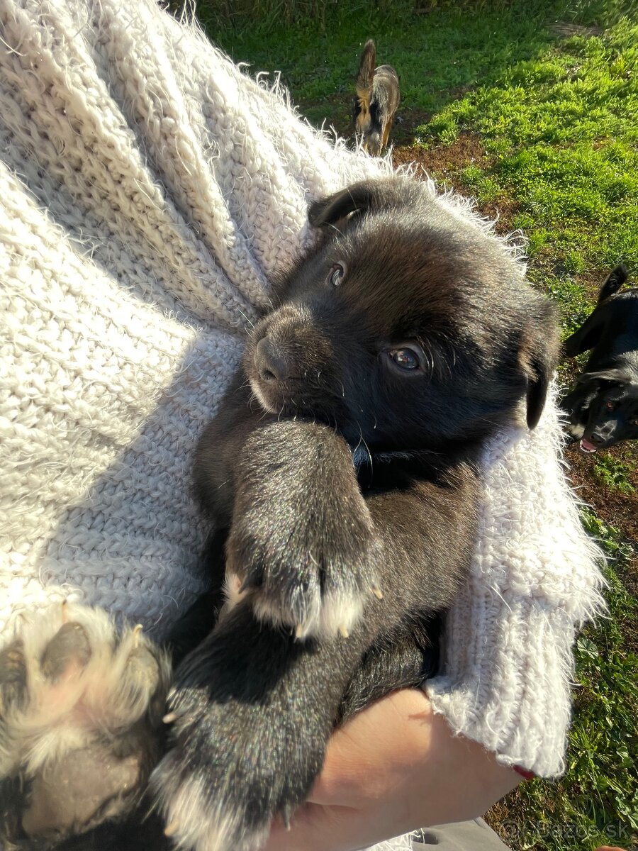 Darujem štaniatka🐾 - 5