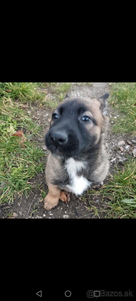Belgicky ovčiak/cross - 5