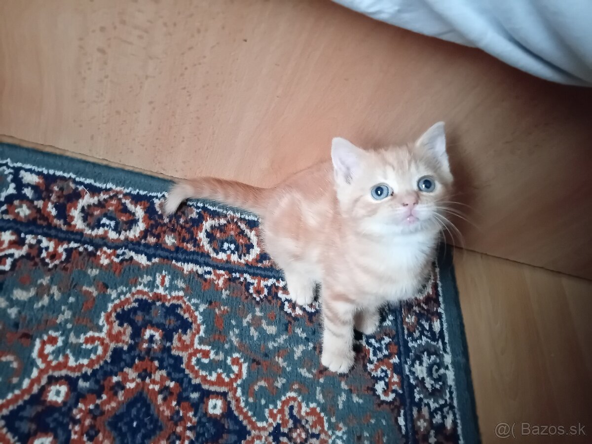 Darujeme mačiatko- hrdzavá mačička - 5