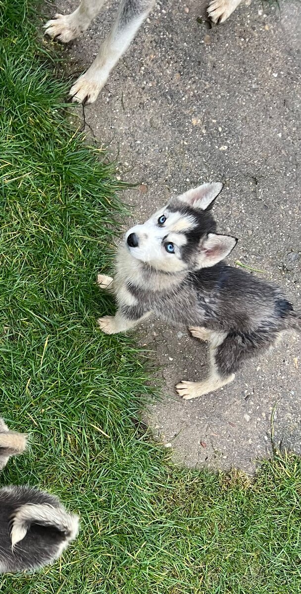 Steniatka sibirsky husky - 5