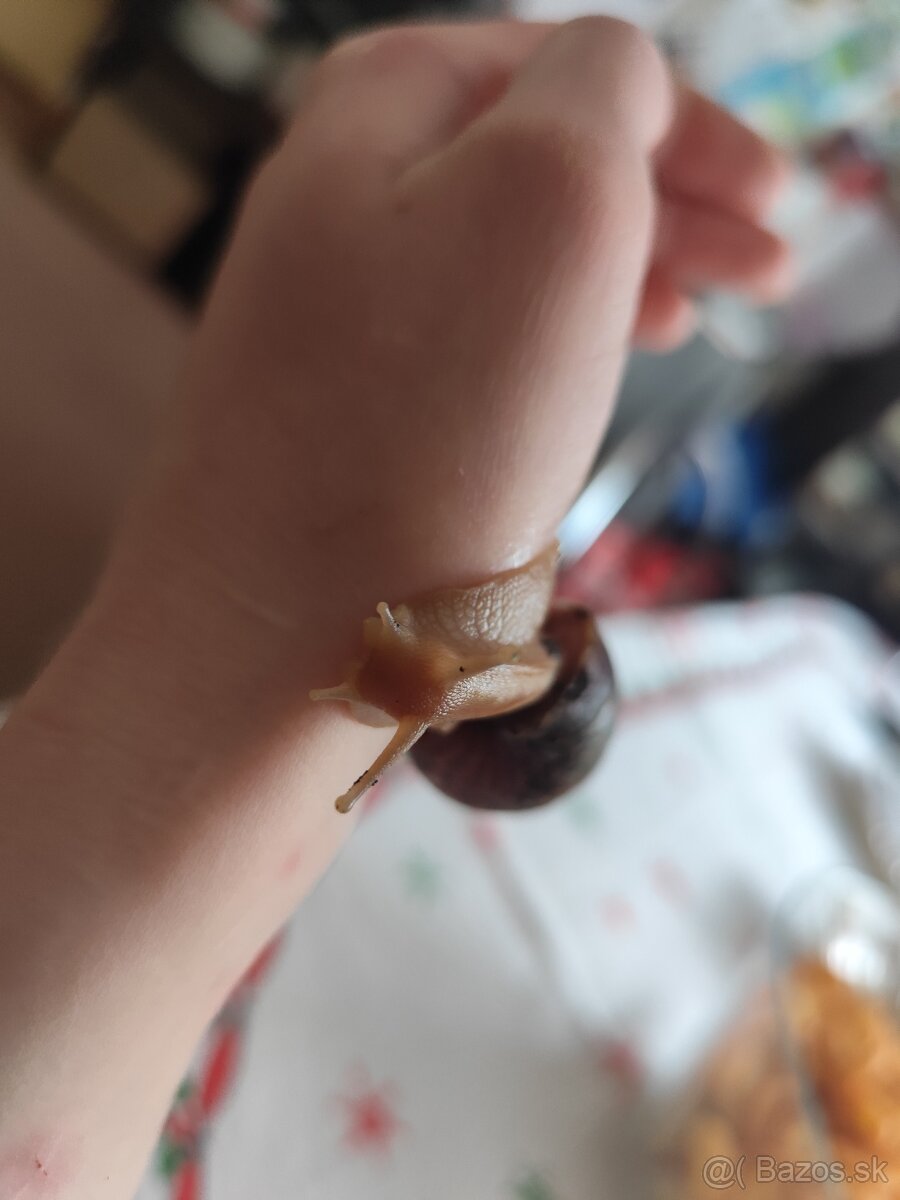 Achatina africké slimáky - 5