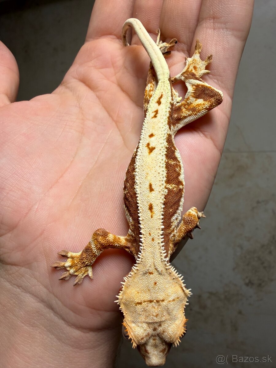 Pagekon riasnatý LW dark Red base - 5