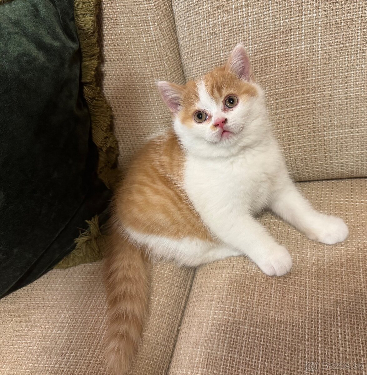 Britské mačiatka s PP - 5