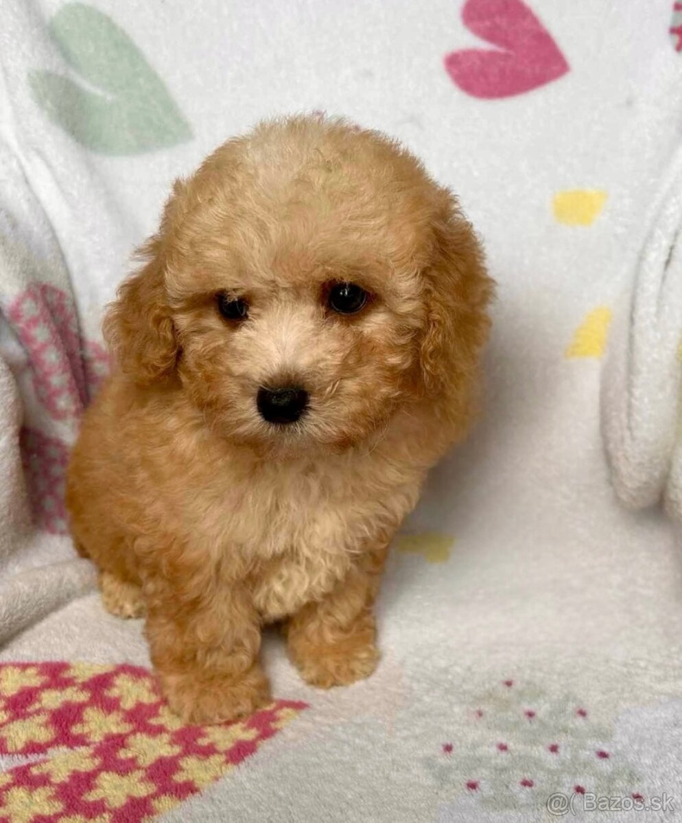 Apricot Maltipoo - 5