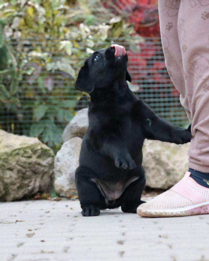 Labrador šteniatka s PP - 5