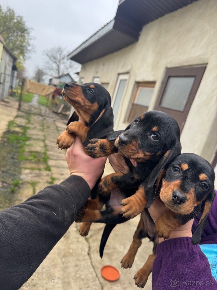 Šteniatka krátkosrstého jazvečíka - 5