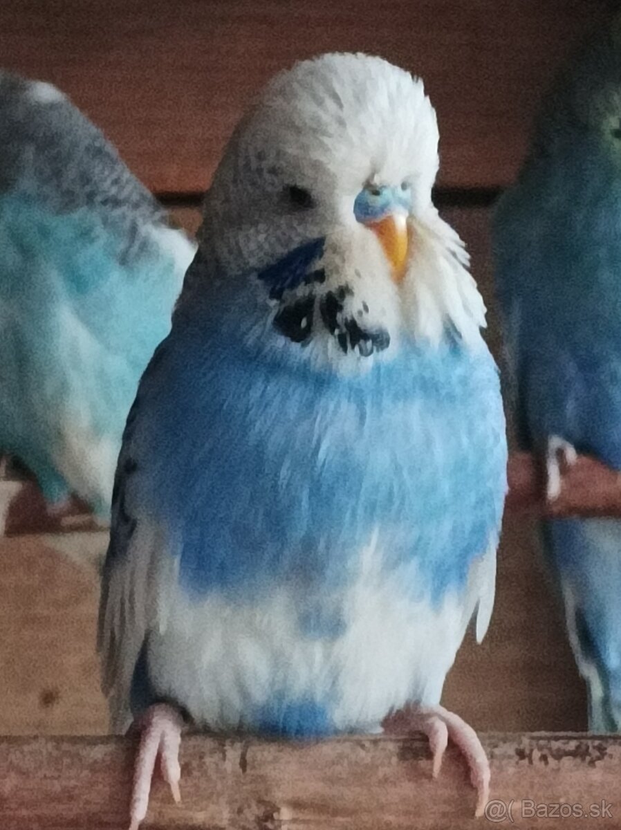 Predám andulky výstavné - 5