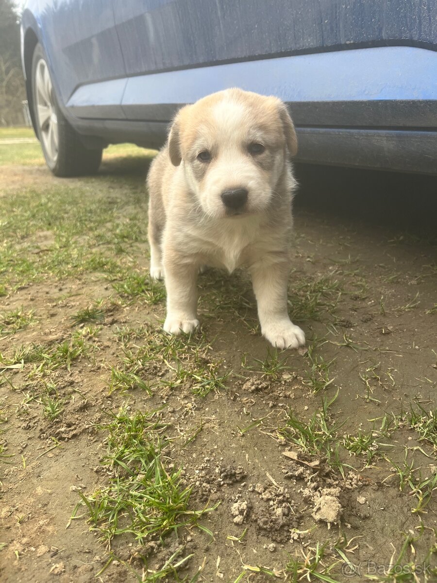Šteniatka krížence borderkólie - 5