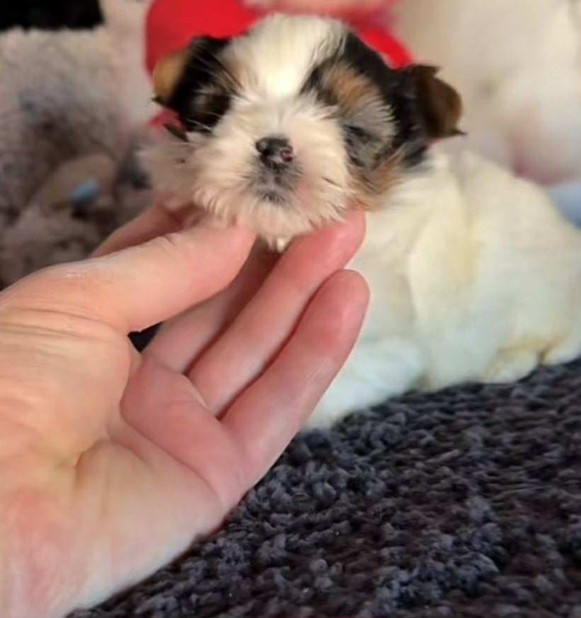 Yorkshirský Terier Biewer - 5