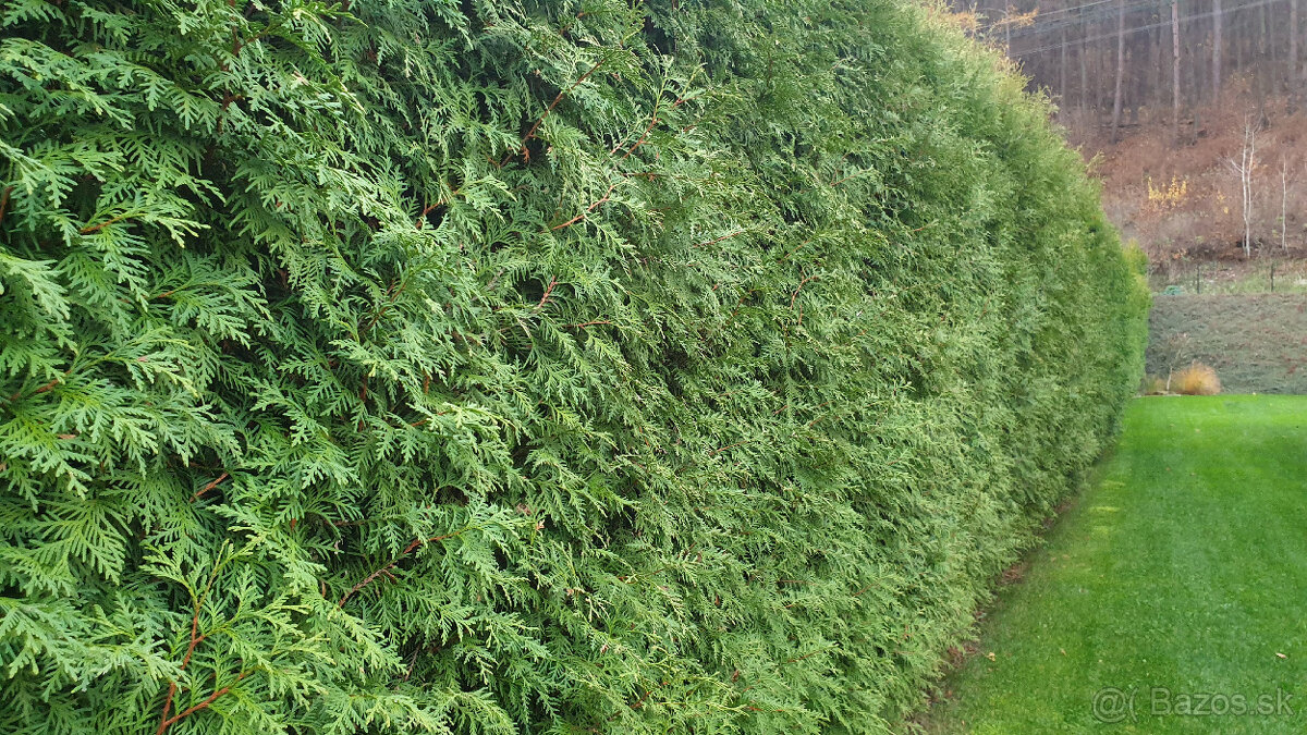 Tuja (živý plot) výška 3m 70ks - 5