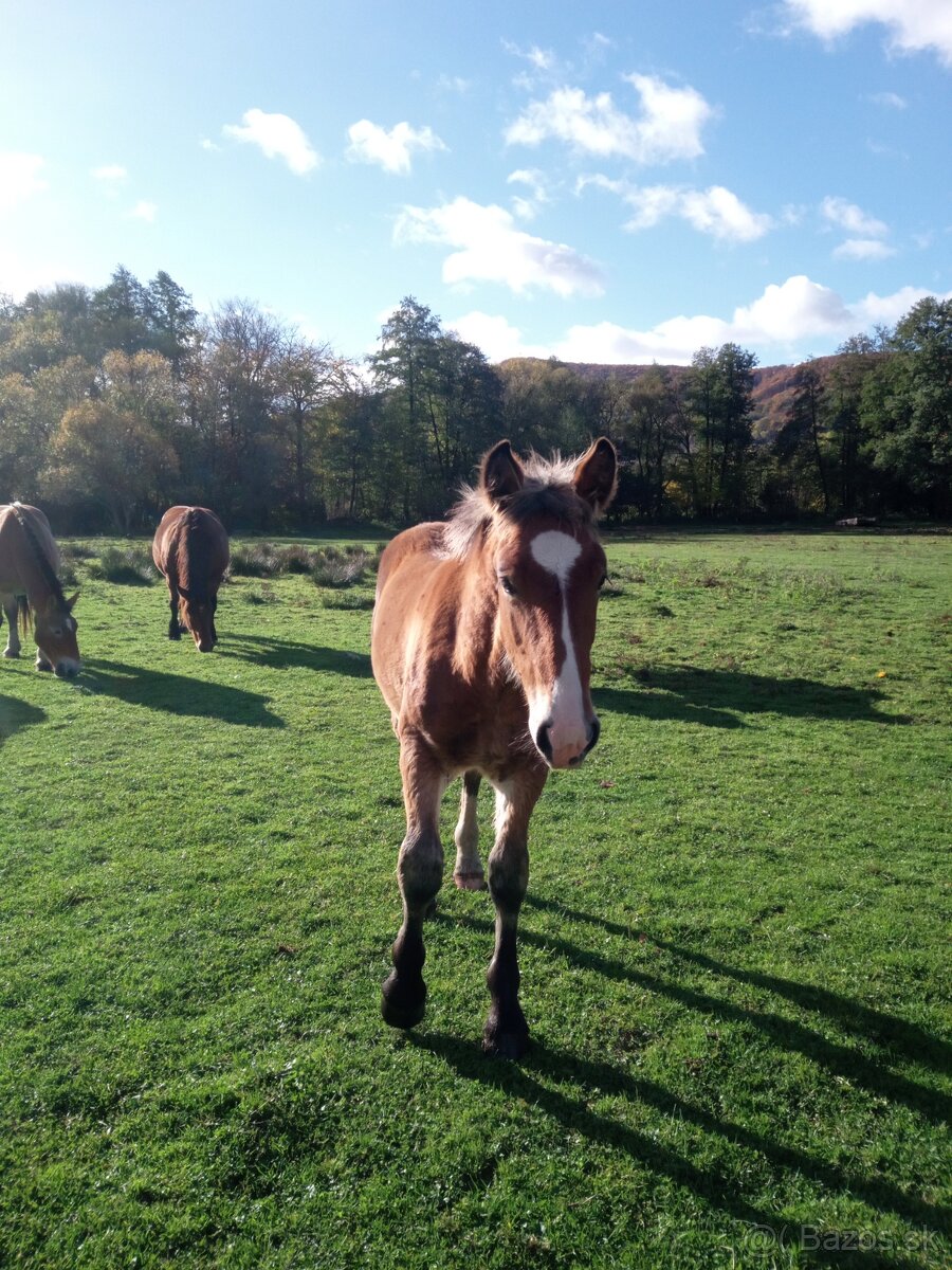 Predám ťažné zriebata - 5