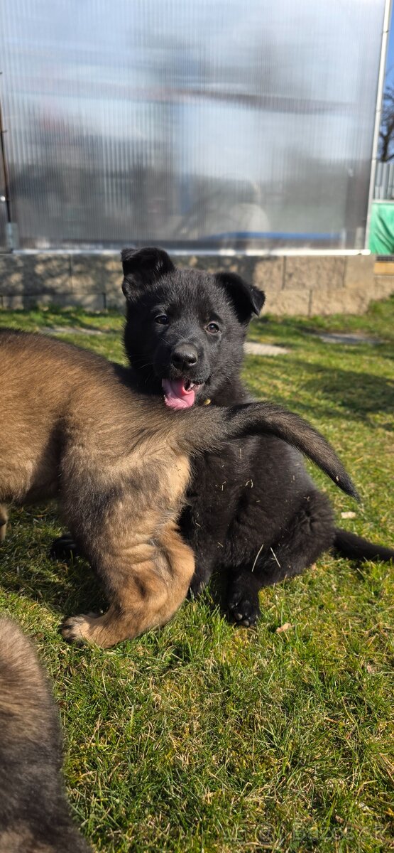 Predám nemecký ovčiak šteniatka s PP - 5