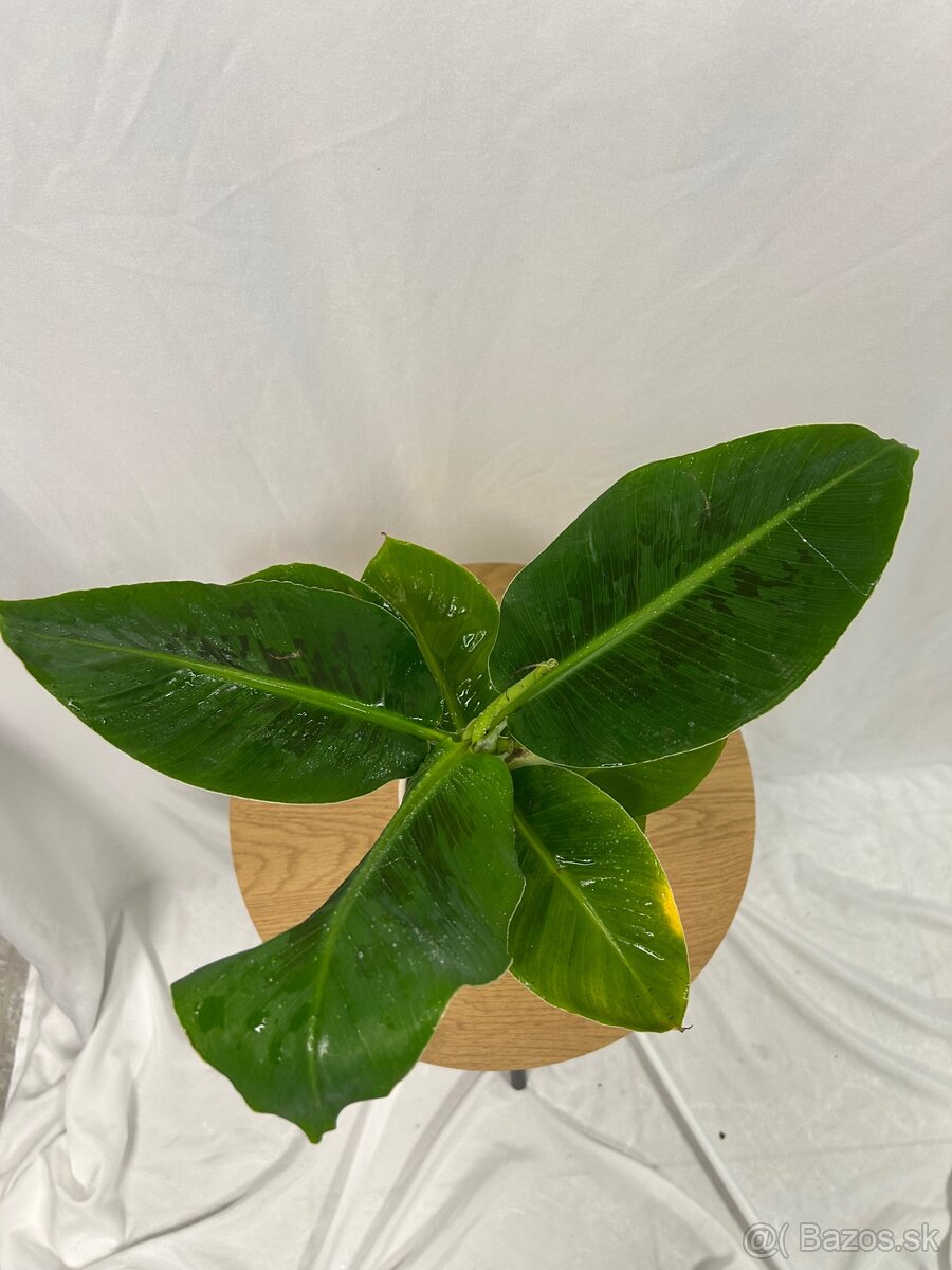 Musa Tropicana-Banánovník - 5
