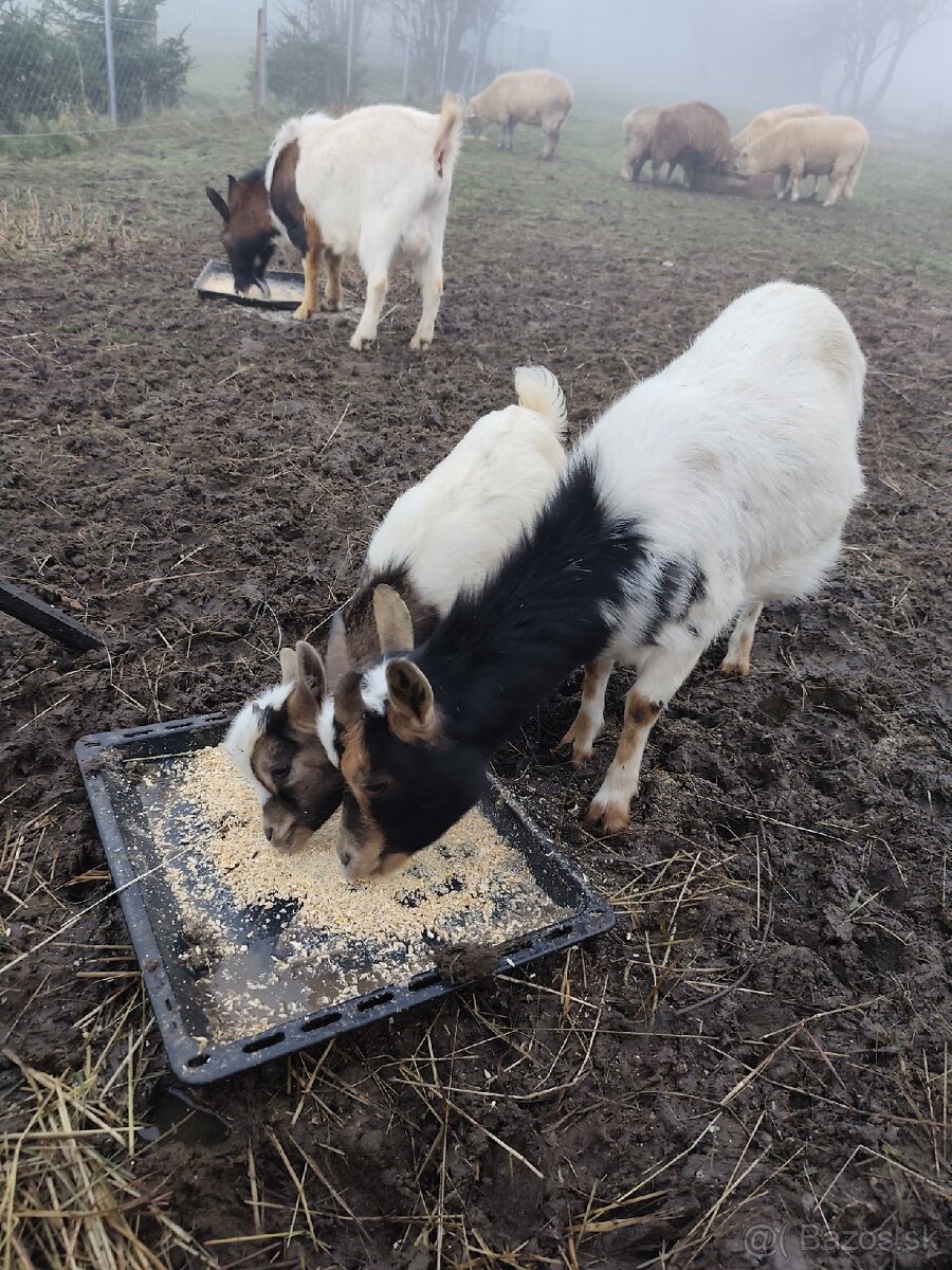 Holandska minikoza - 5