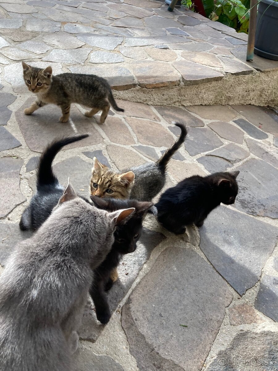 Darujem mačiatka - 5