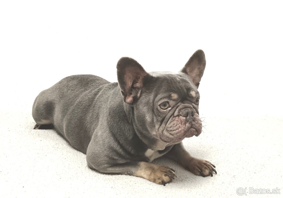 Francúzsky buldoček - 5