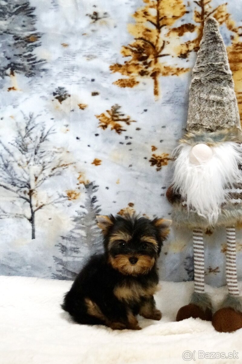 Yorkshire terrier s PP - 5
