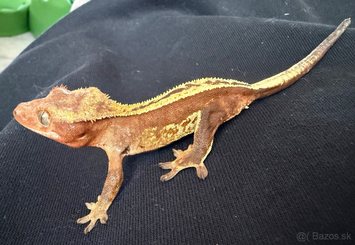 Ponúkam pagekony riasnaté - samce - 5