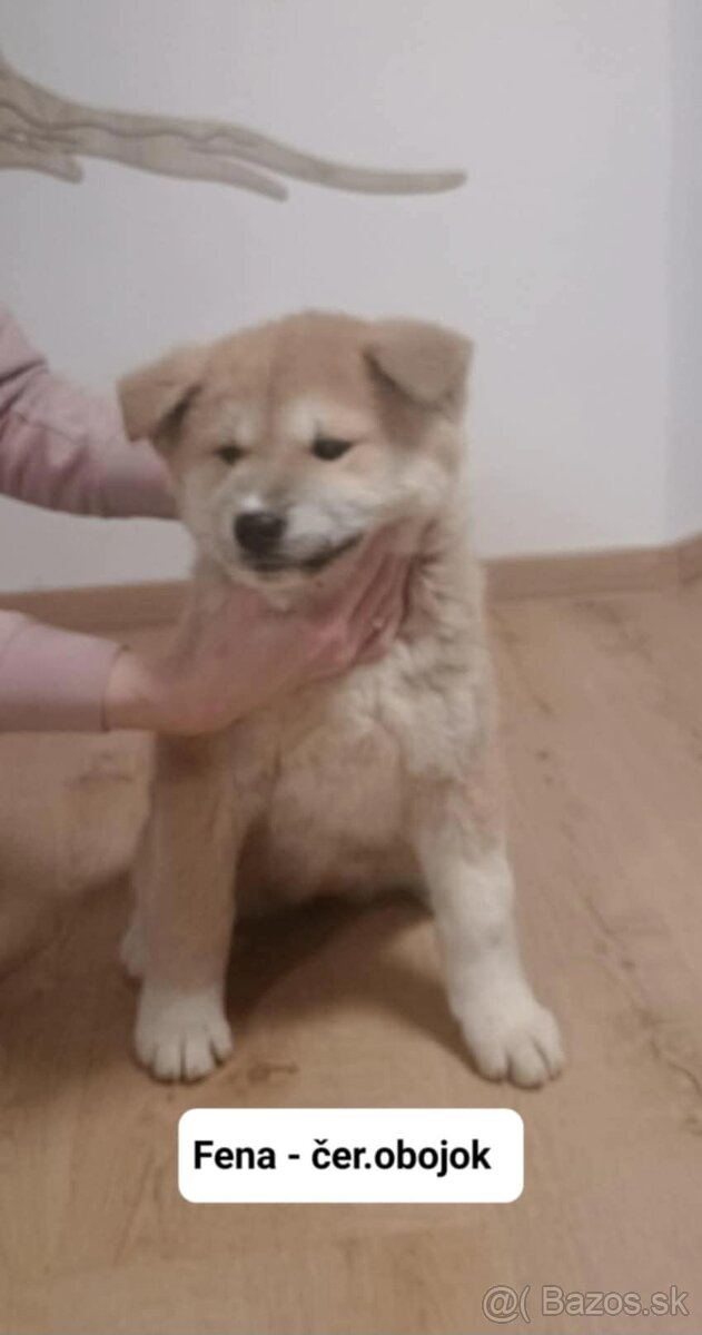 Predám šteniatka Akita inu - 5