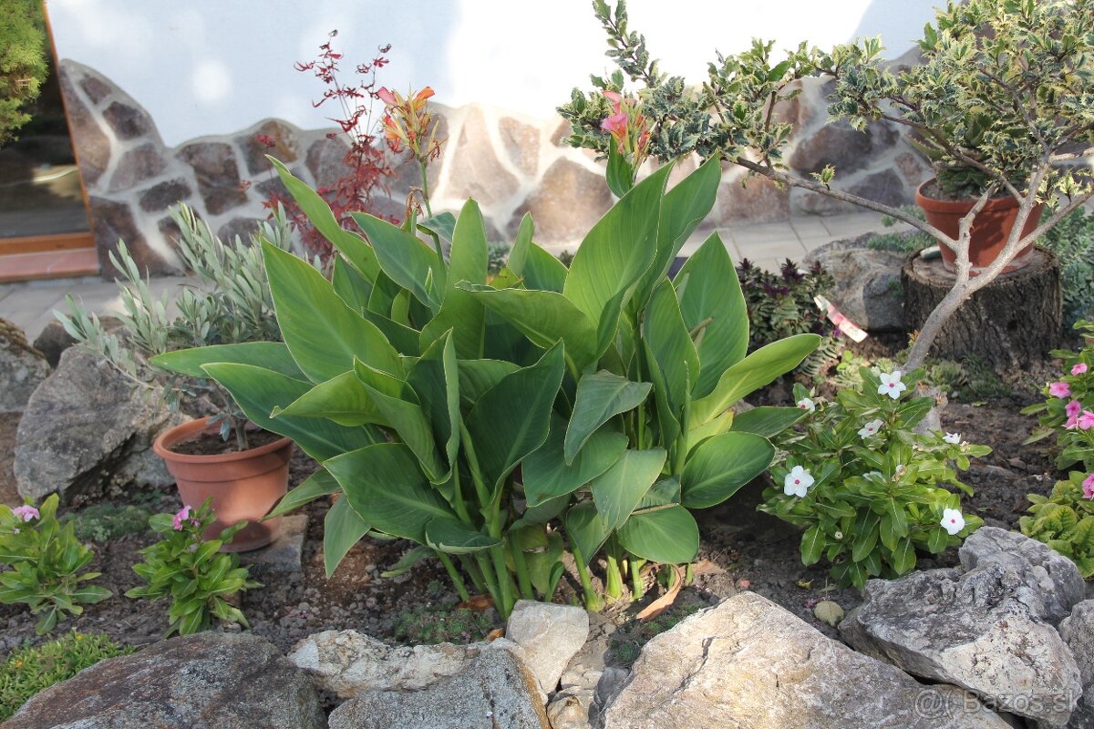 Kana indická - Canna indica - 5